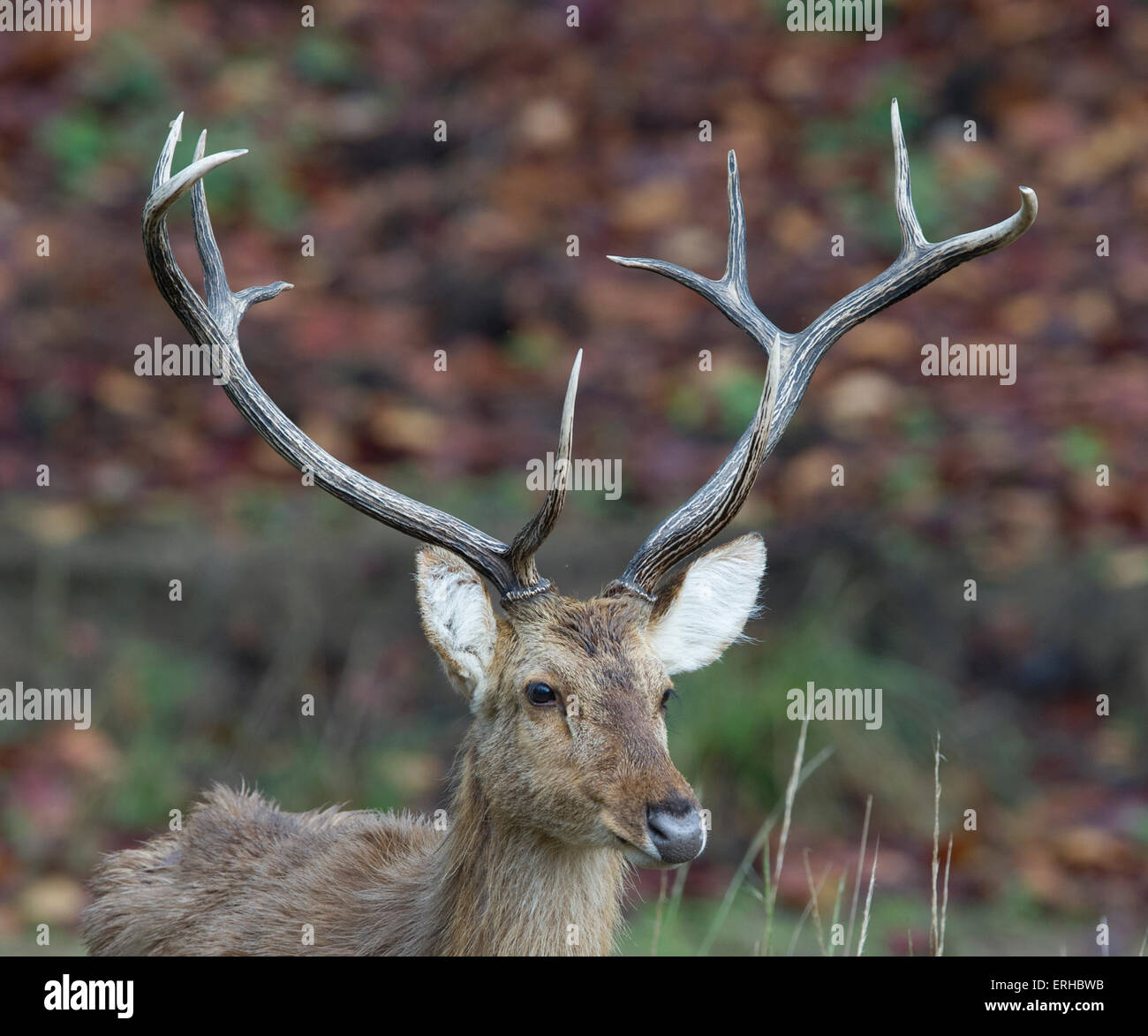 Barasingha /Swamp deer (Rucervus duvaucelii Stock Photo Alamy