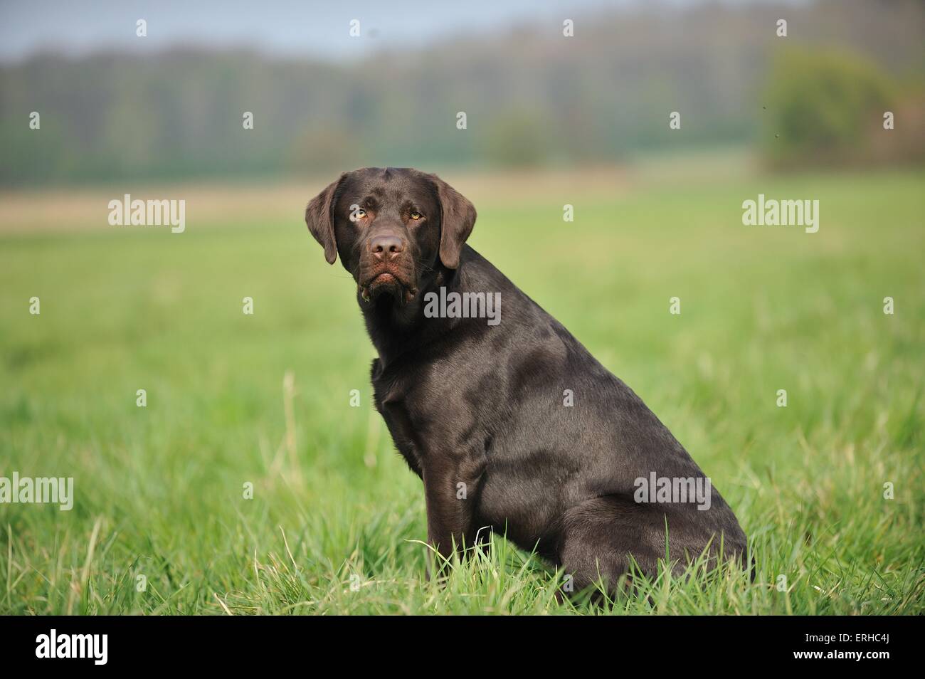 sitting Labrador Retriever Stock Photo - Alamy