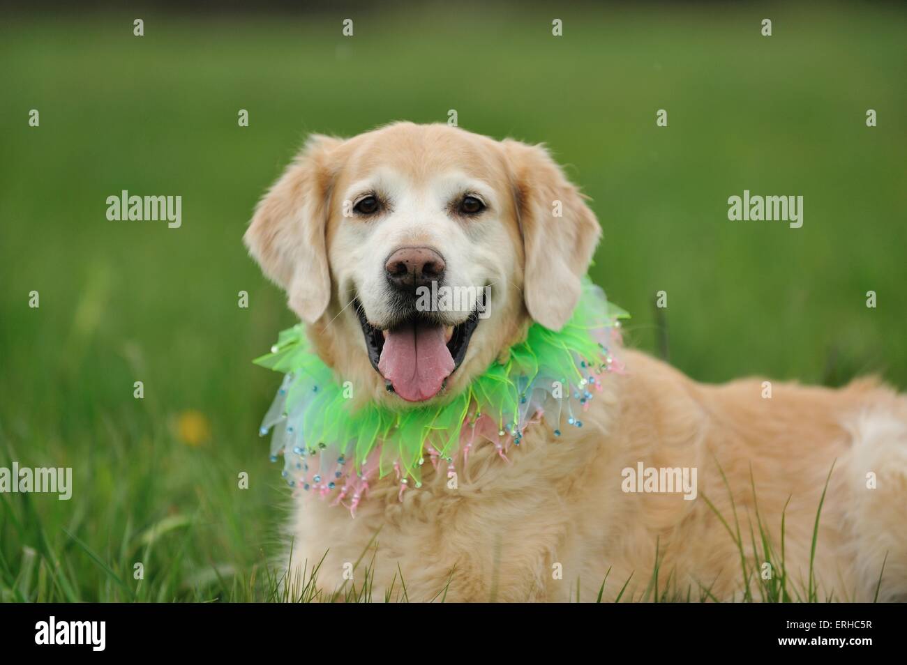 golden retriever puppy dressed up L'adorable Golden Belt