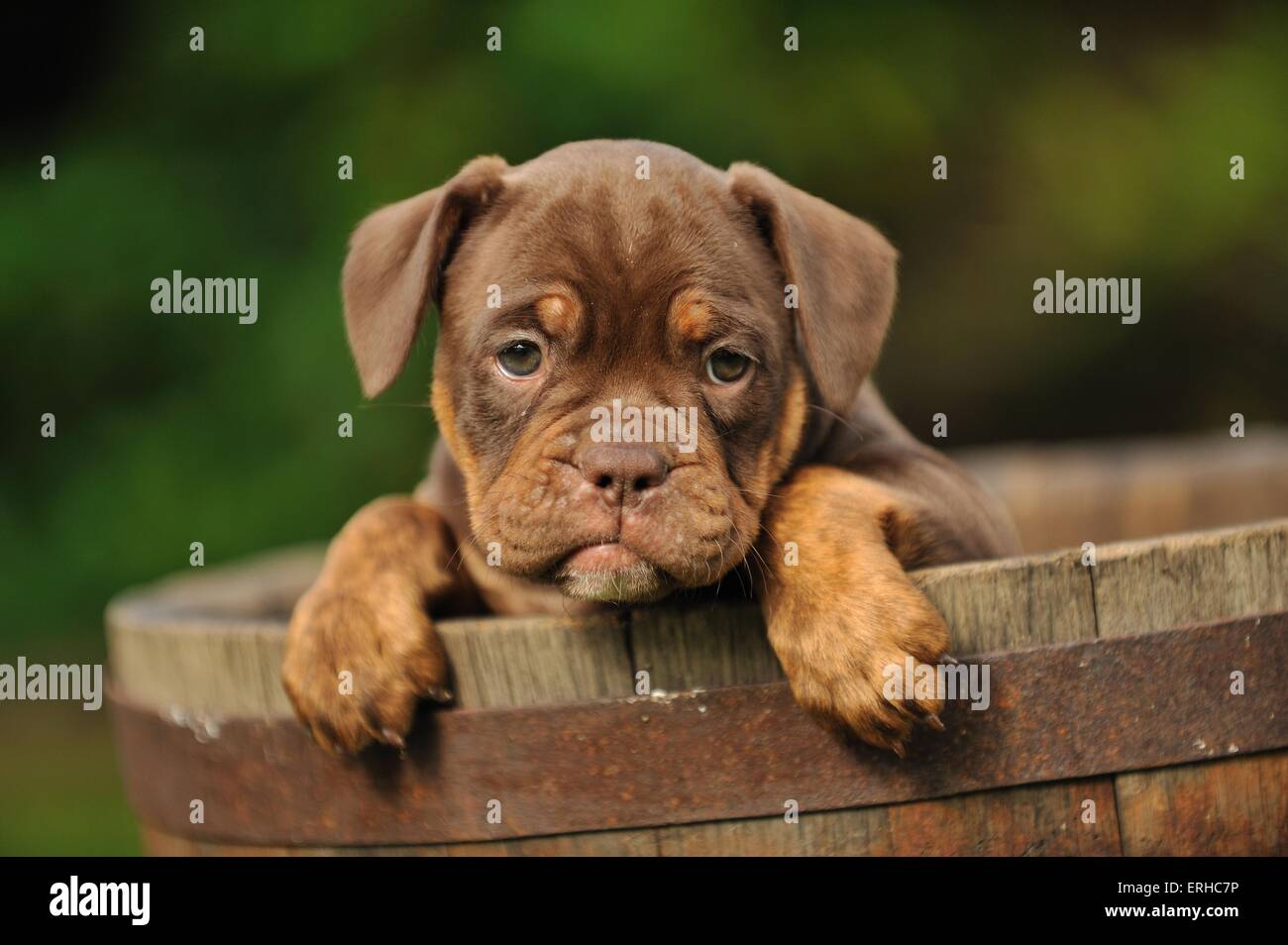 Renascence hotsell bulldog puppies