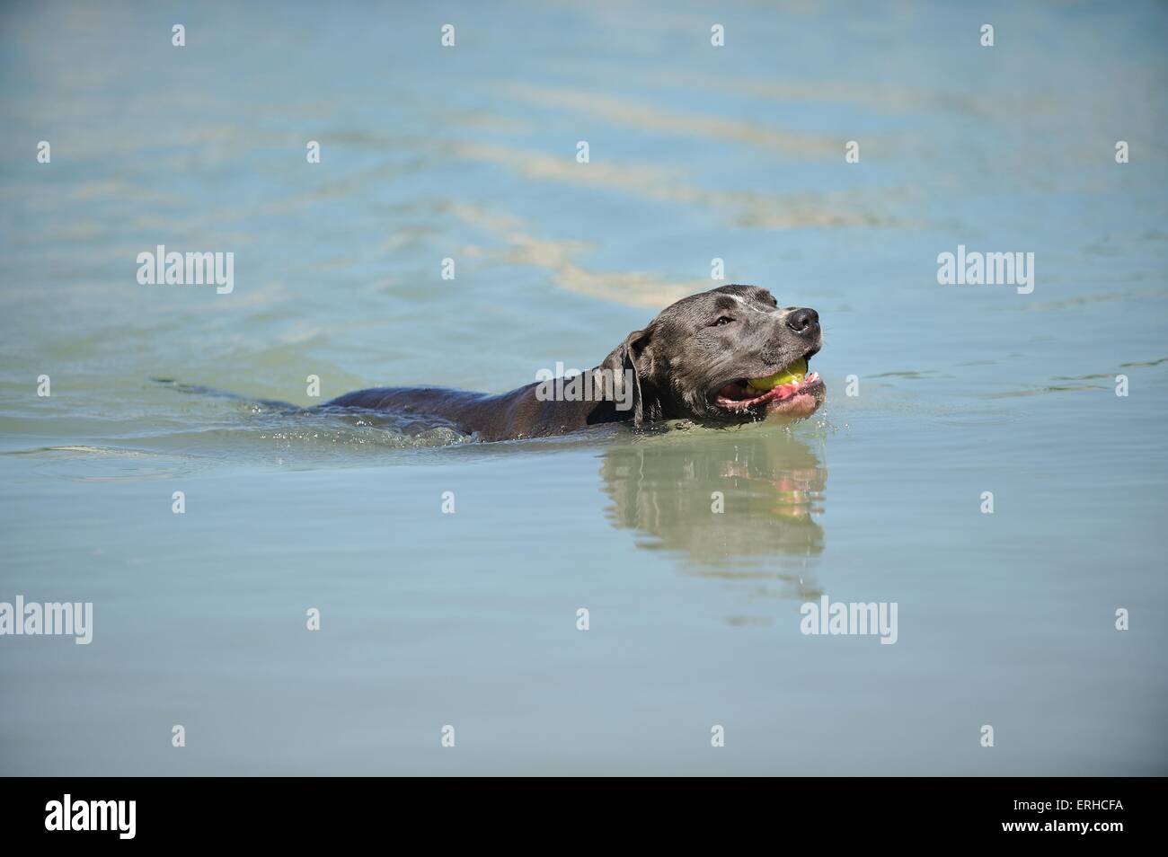 swimming American Staffordshire Terrier Stock Photo