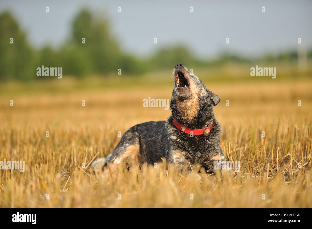 barking Australian Cattle Dog Stock Photo - Alamy