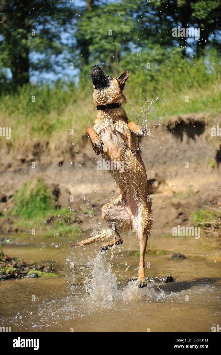 jumping German Shepherd Stock Photo Alamy