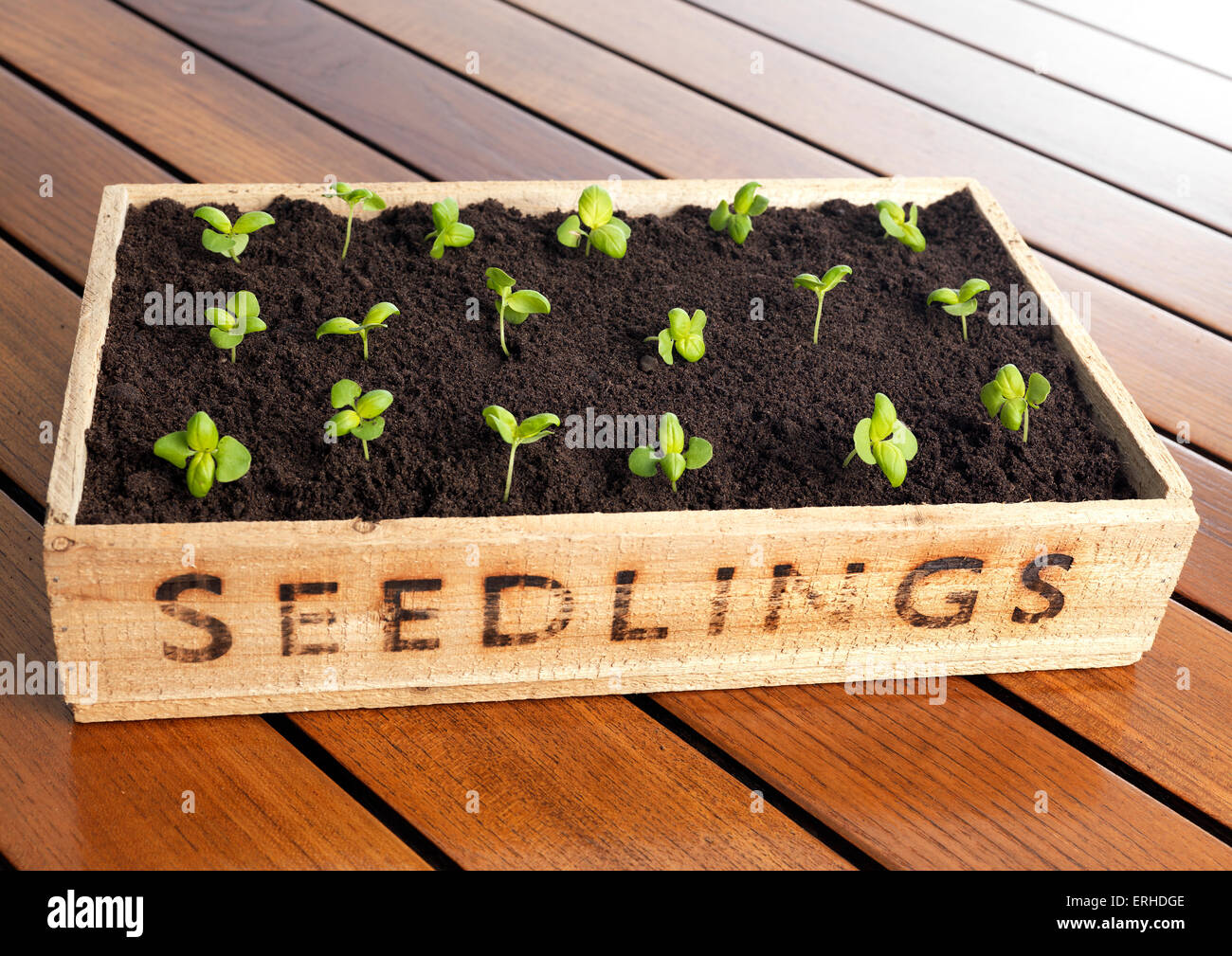 Been seedling hires stock photography and images Alamy