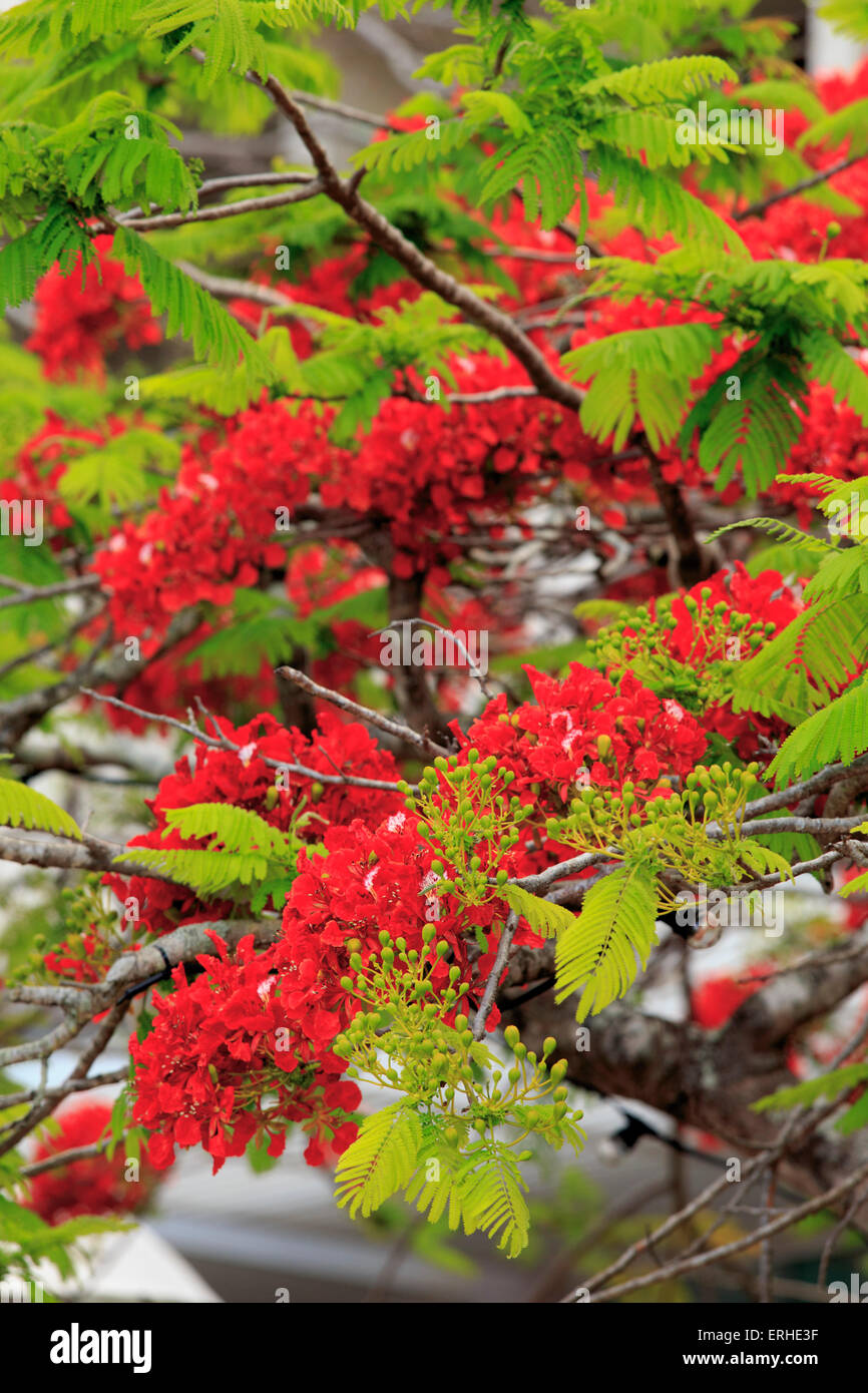 A flame tree on the esplanade in front of the Hilton hotel in Cairns, far north Queensland, Australia. Stock Photo
