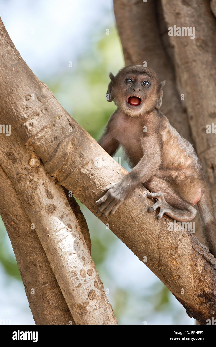 A small baby monkey is scared sitting alone on a tree Stock Photo Alamy