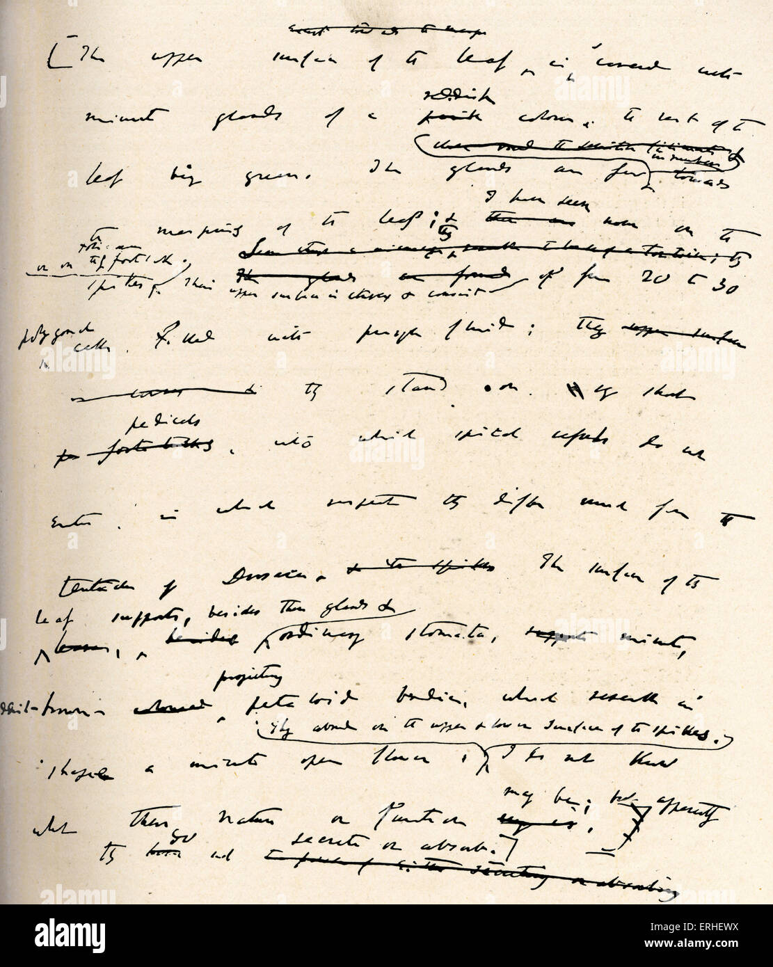Charles Robert Darwin - Page from a manuscript by the English naturalist, the originator (with Alfred Wallace) of the theory of Stock Photo