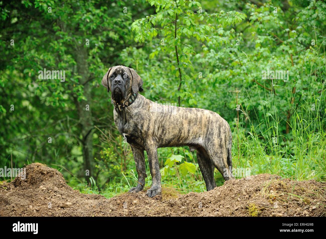 Old English Mastiff Stock Photo Alamy