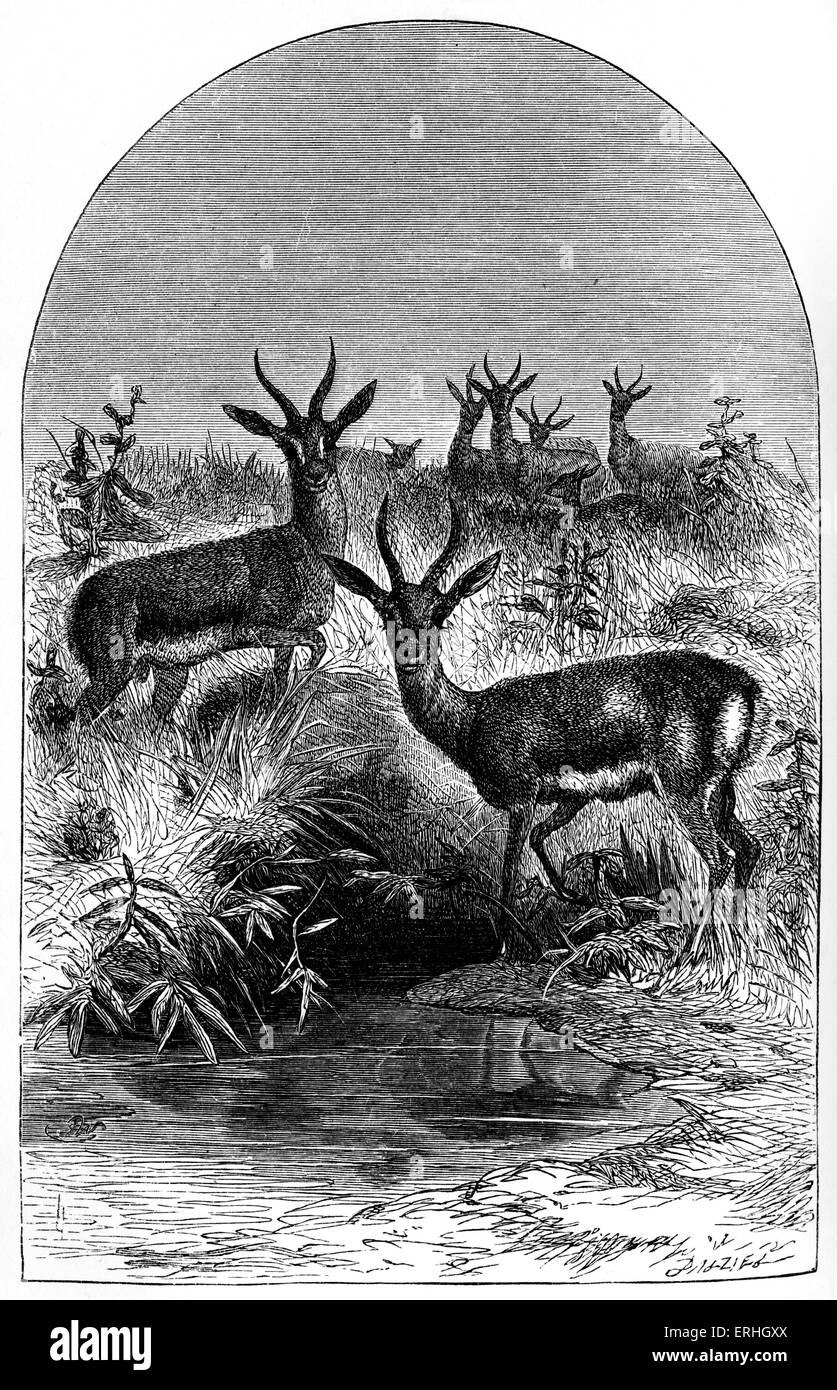 George Gordon Byron / Lord Byron - illustration of a scene from the poem 'Hebrew Melodies' by the English poet. 'The wild Stock Photo