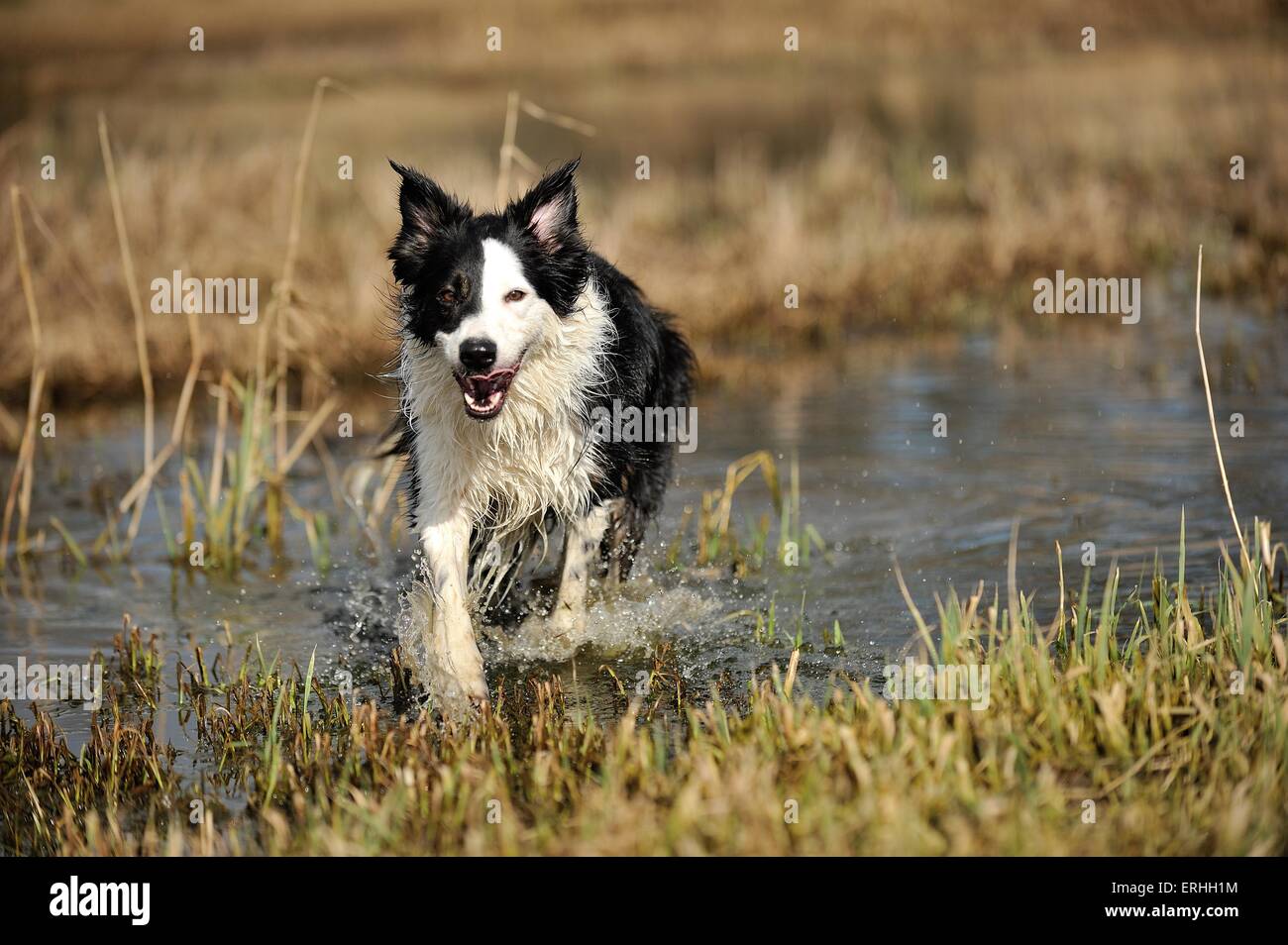 running Border Collie Stock Photo - Alamy