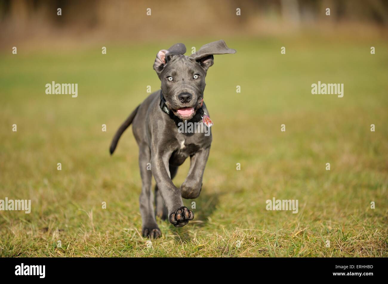 young Cane Corso Stock Photo Alamy