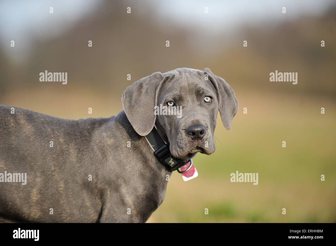young Cane Corso Stock Photo Alamy