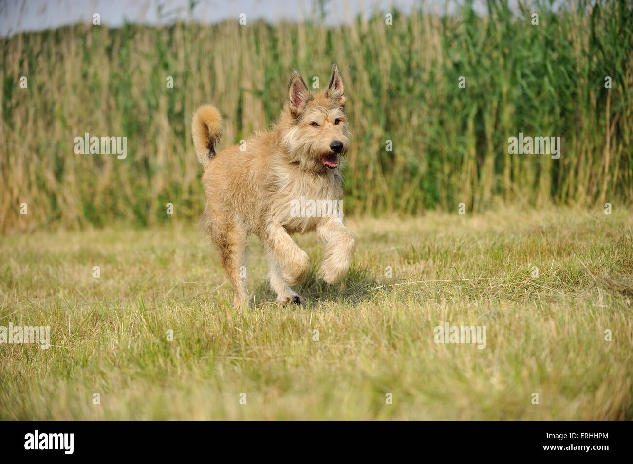 running Berger Picard Dog Stock Photo