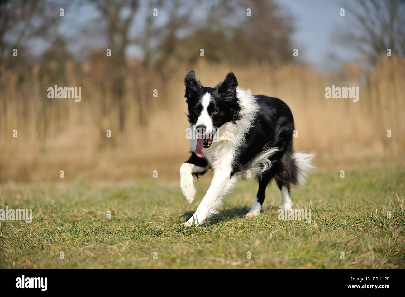 running Border Collie Stock Photo - Alamy