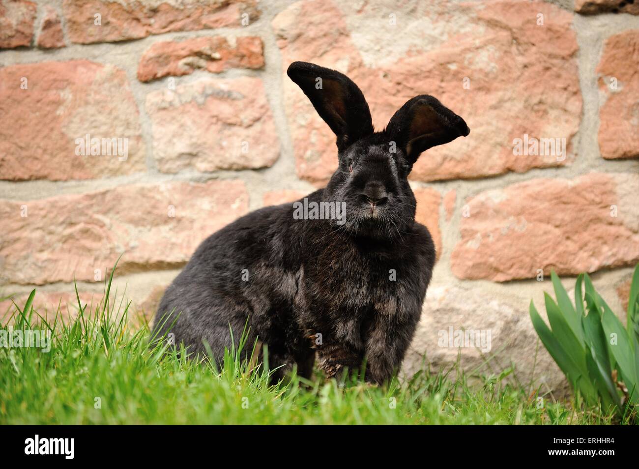 Giant rabbit german animal hires stock photography and images Alamy