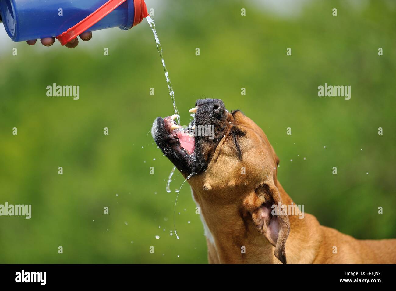 drinking German Boxer Stock Photo - Alamy