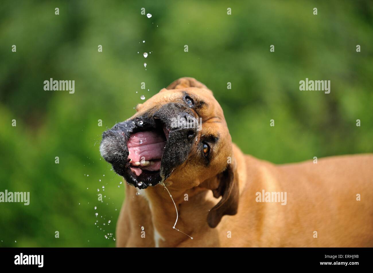 drinking German Boxer Stock Photo - Alamy