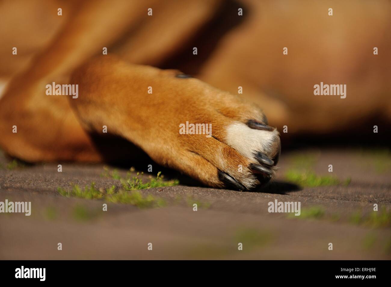 German Boxer paw Stock Photo Alamy