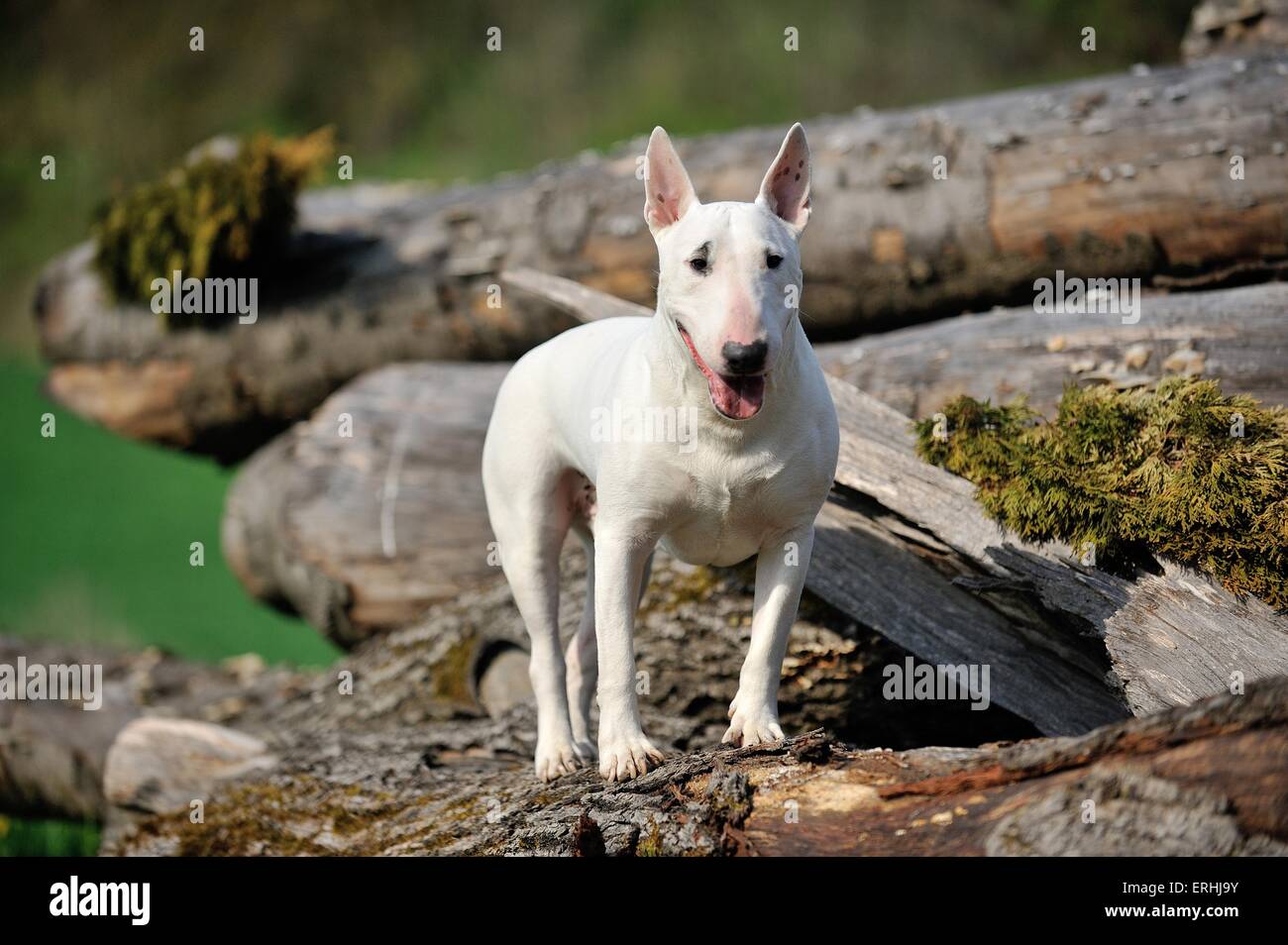 can a staffordshire bull terrier live in malta