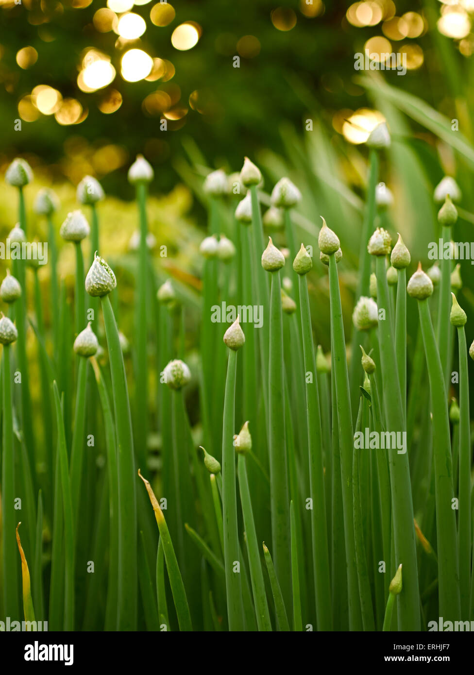 Country onions hi-res stock photography and images - Alamy