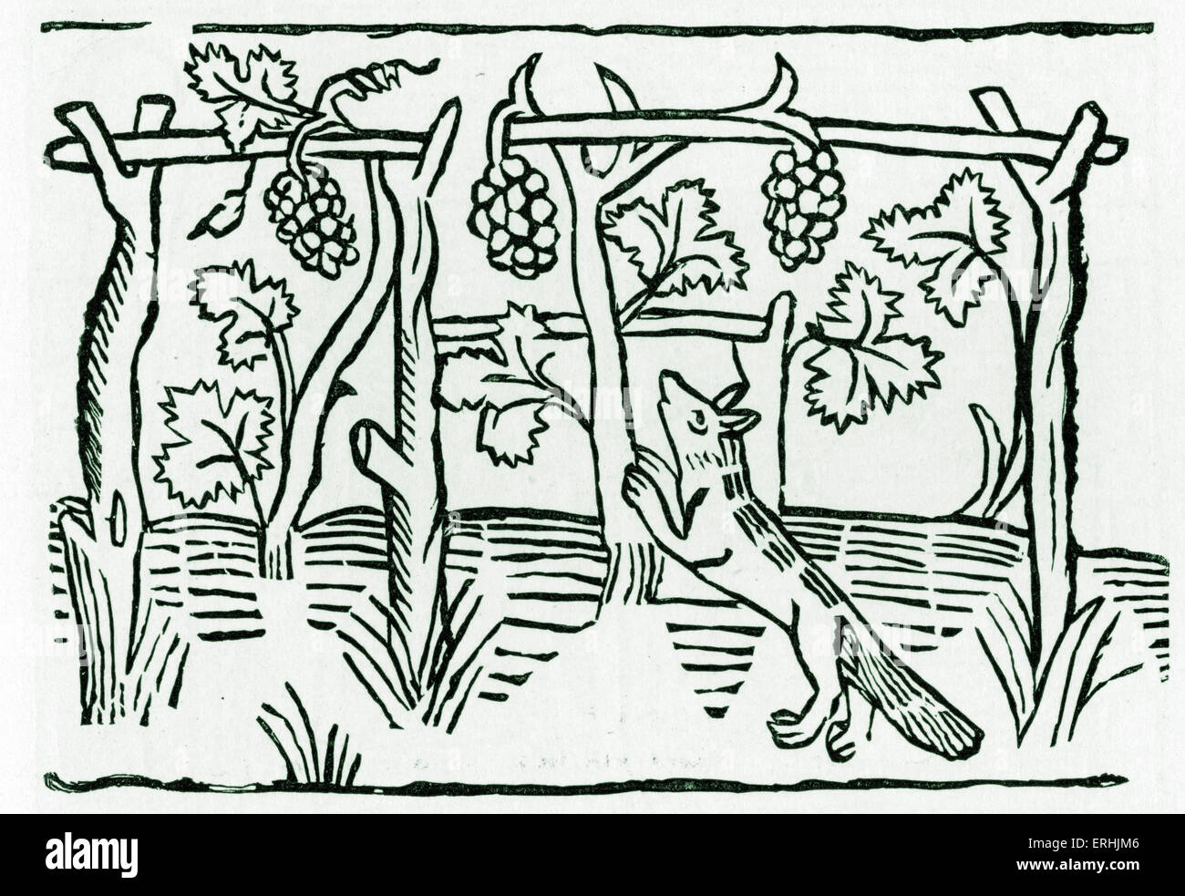 The fox and the grapes hires stock photography and images Alamy