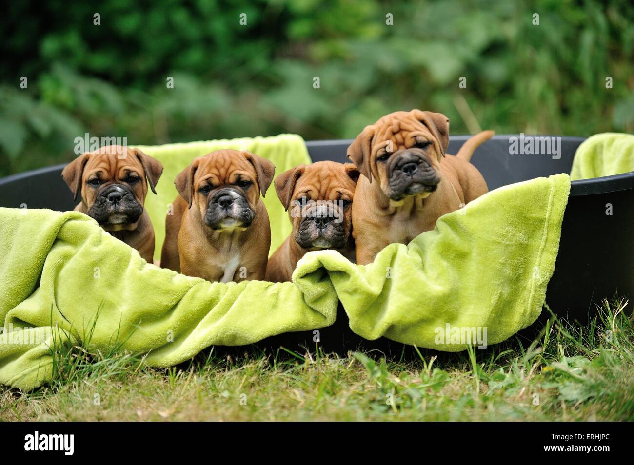 Continental Bulldog Hoodie - Lustiger Hundesprüche-Pulli Für Echte Bulldog-Fans