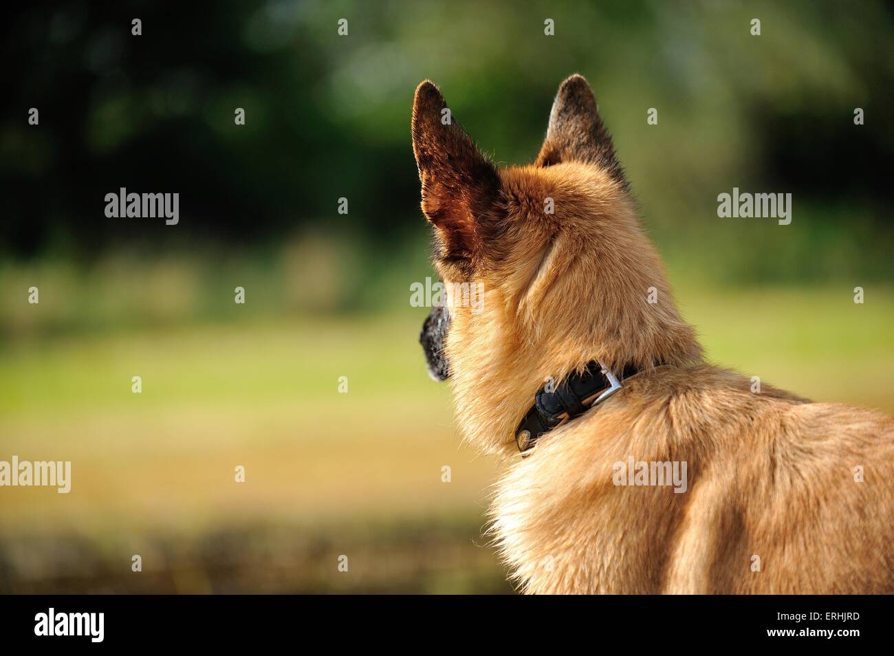blonde long haired german shepherd