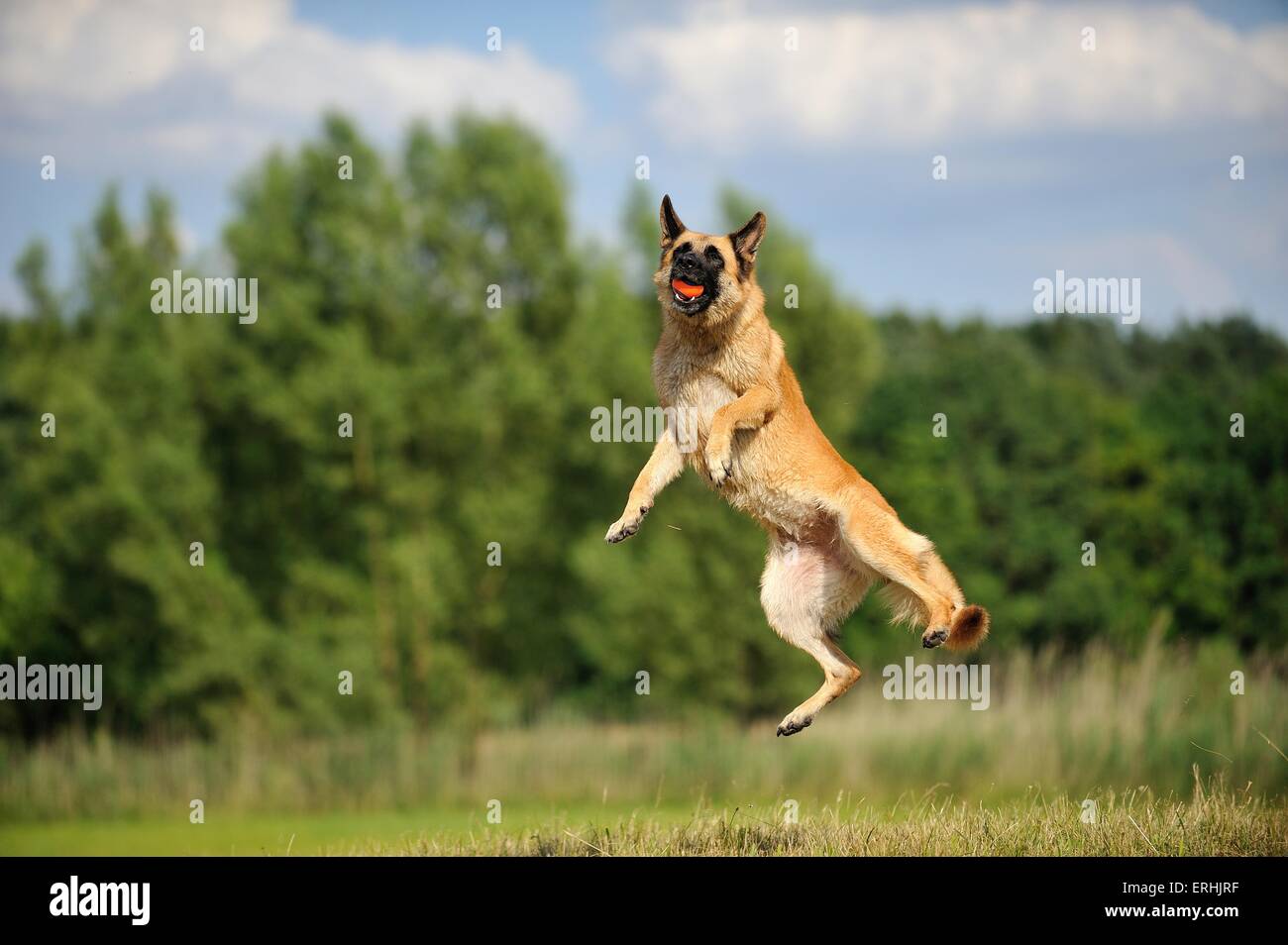 jumping German Shepherd Stock Photo Alamy