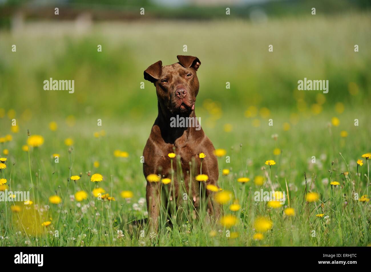 Sitting American Pit Bull Terrier Stock Photo Alamy