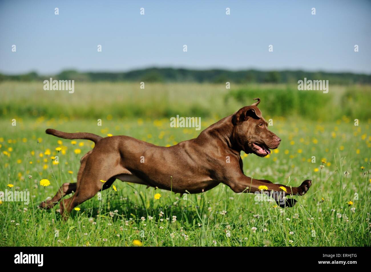 Pitbull running on sale