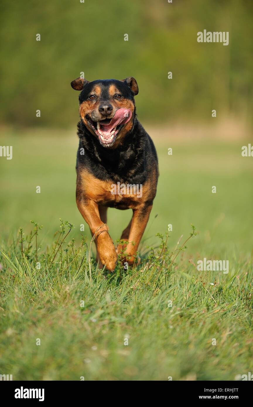 running RottweilerShepherd Stock Photo Alamy