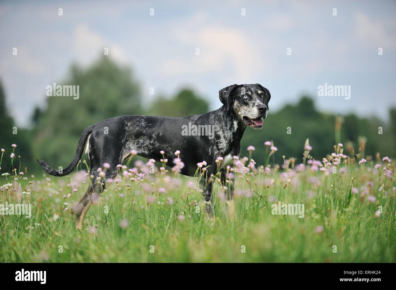 standing Louisiana Catahoula Leopard Dog Stock Photo - Alamy