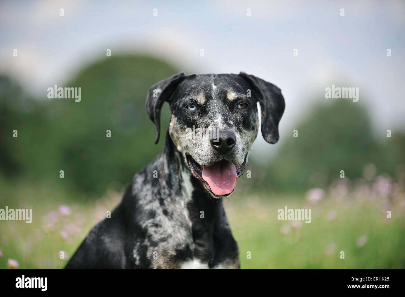 Louisiana Catahoula Leopard Dog Portrait Stock Photo - Alamy