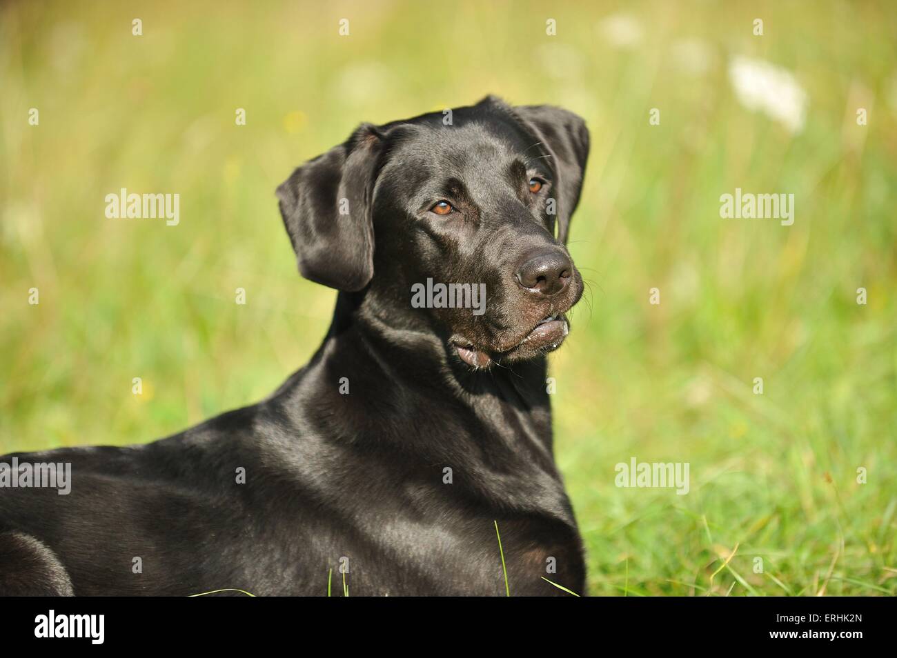 young Labrador Retriever Stock Photo - Alamy