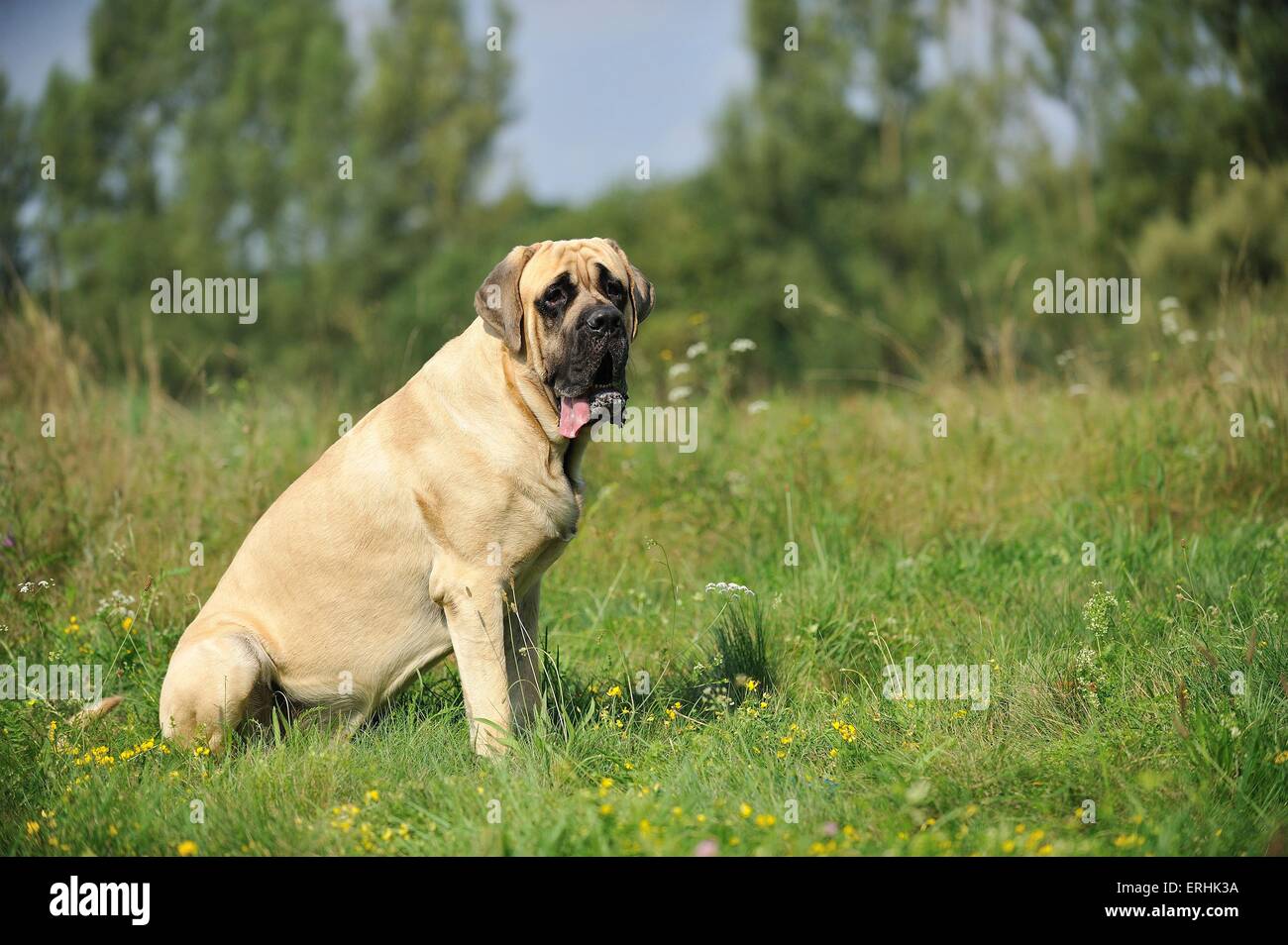 Sitting old english mastiff hires stock photography and images Alamy