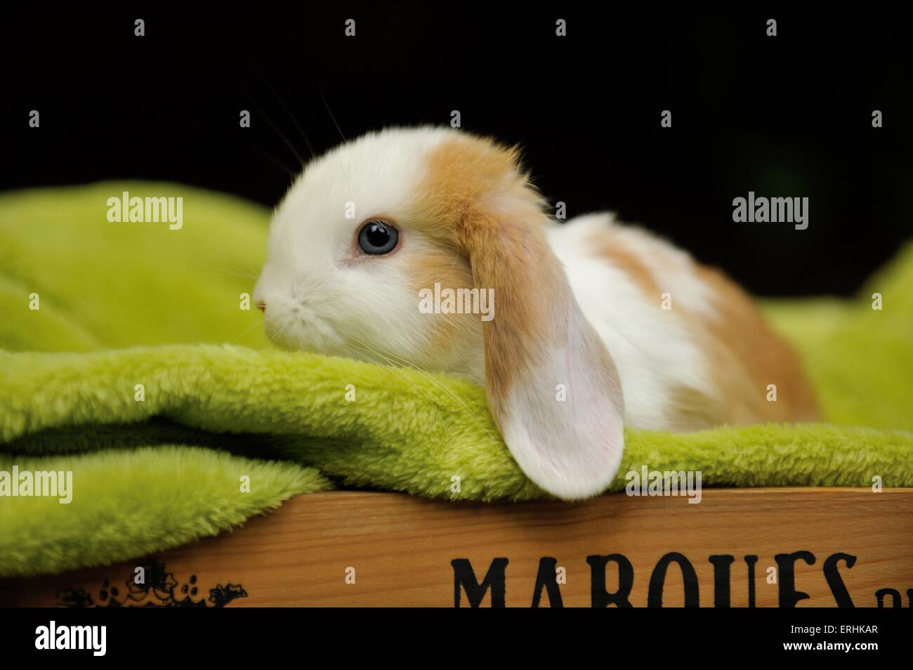 Dwarf rabbit mini lop adult hi-res stock photography and images - Alamy