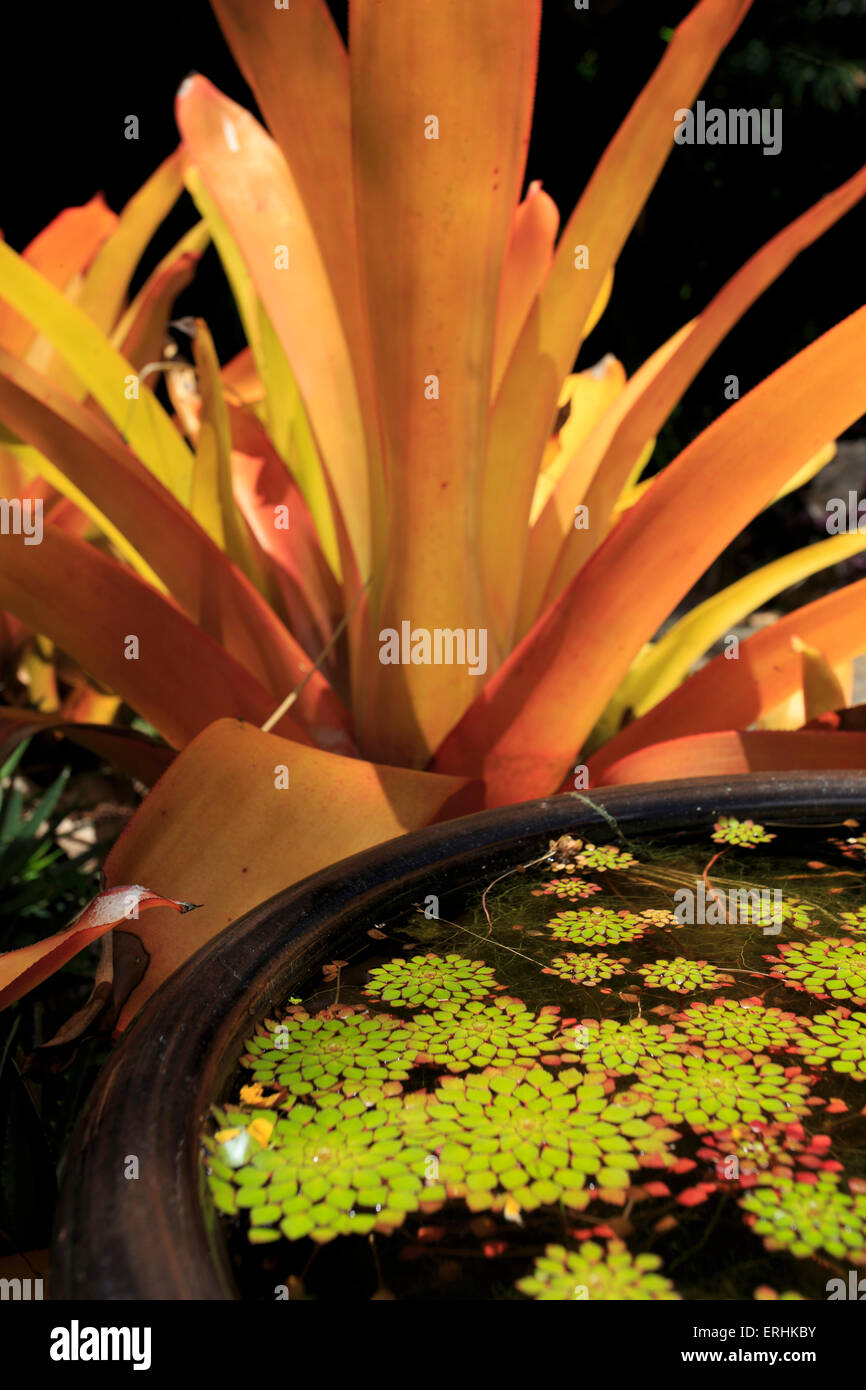 A pot plant display in the Cairns Botanic Gardens, far north Queensland