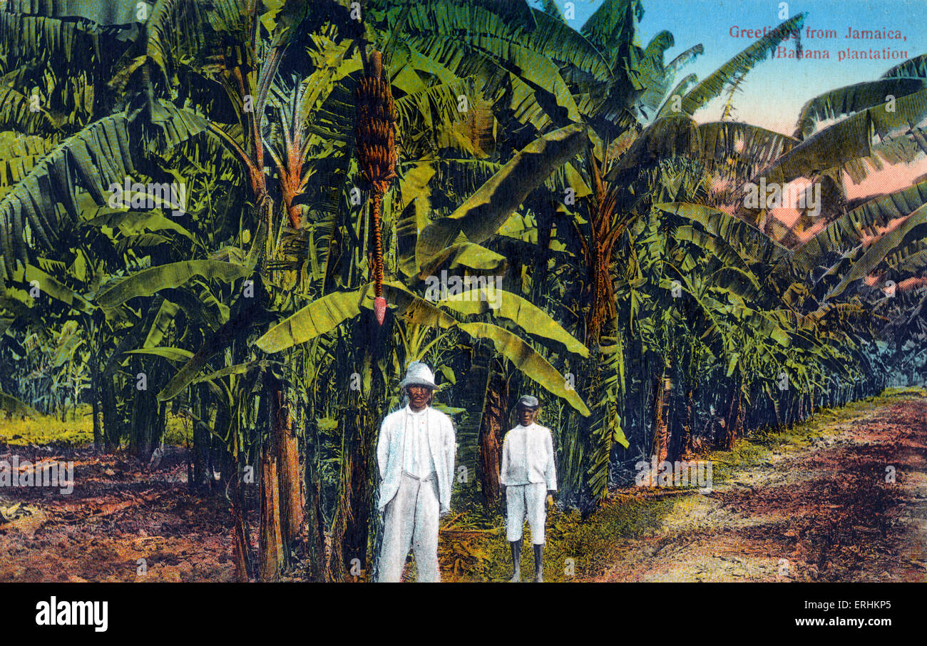Jamaican banana plantation - two Jamaican men standing in front of banana plants / trees. Stock Photo