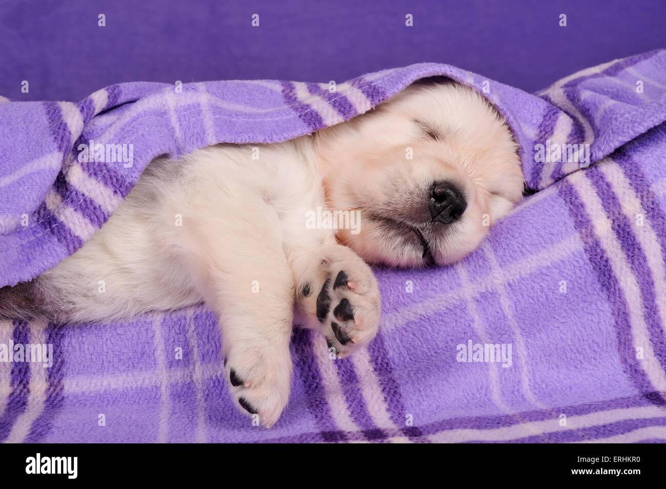 Sleeping Golden Retriever Puppy