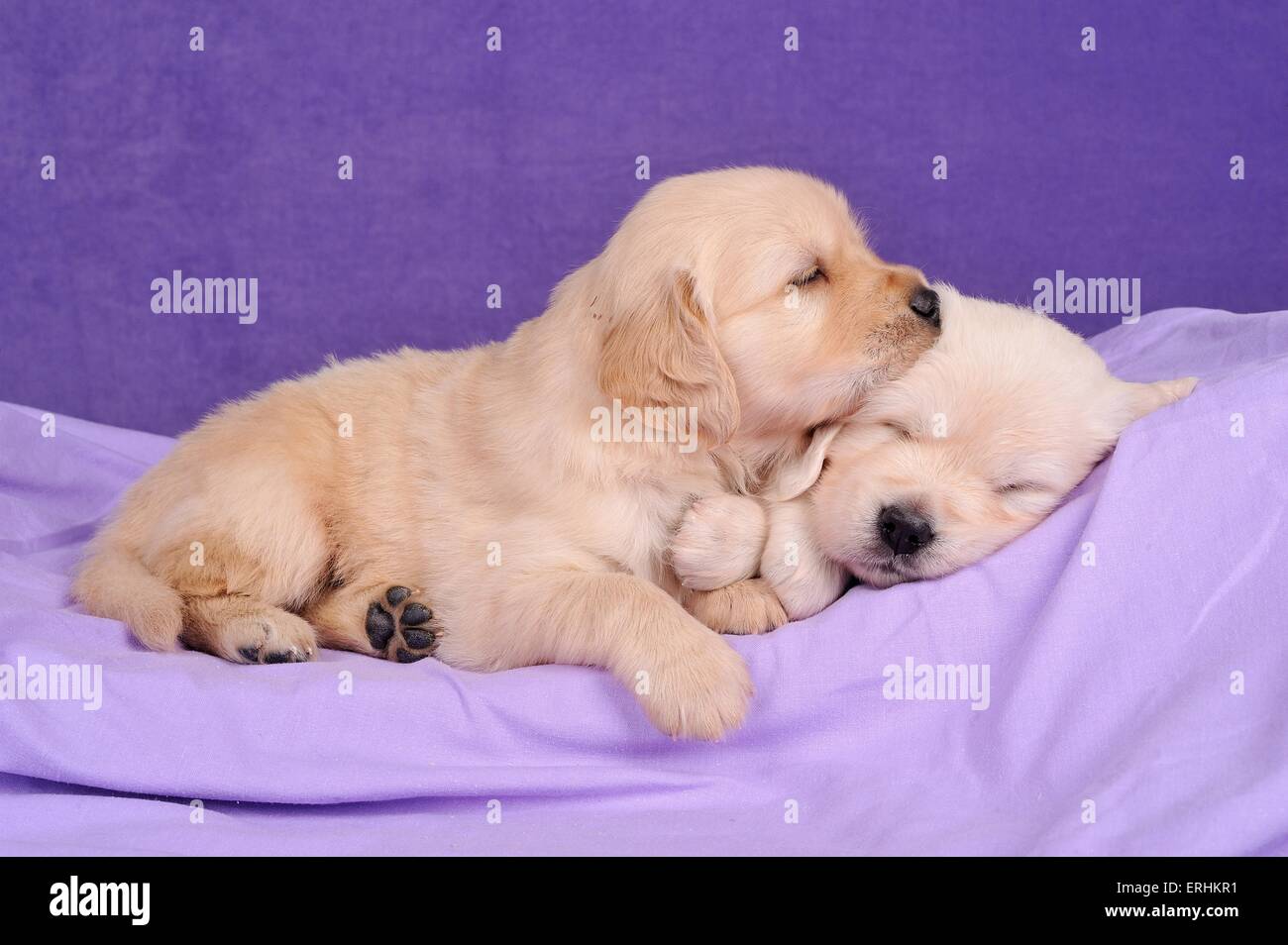 2 Golden Retriever Puppies Stock Photo - Alamy