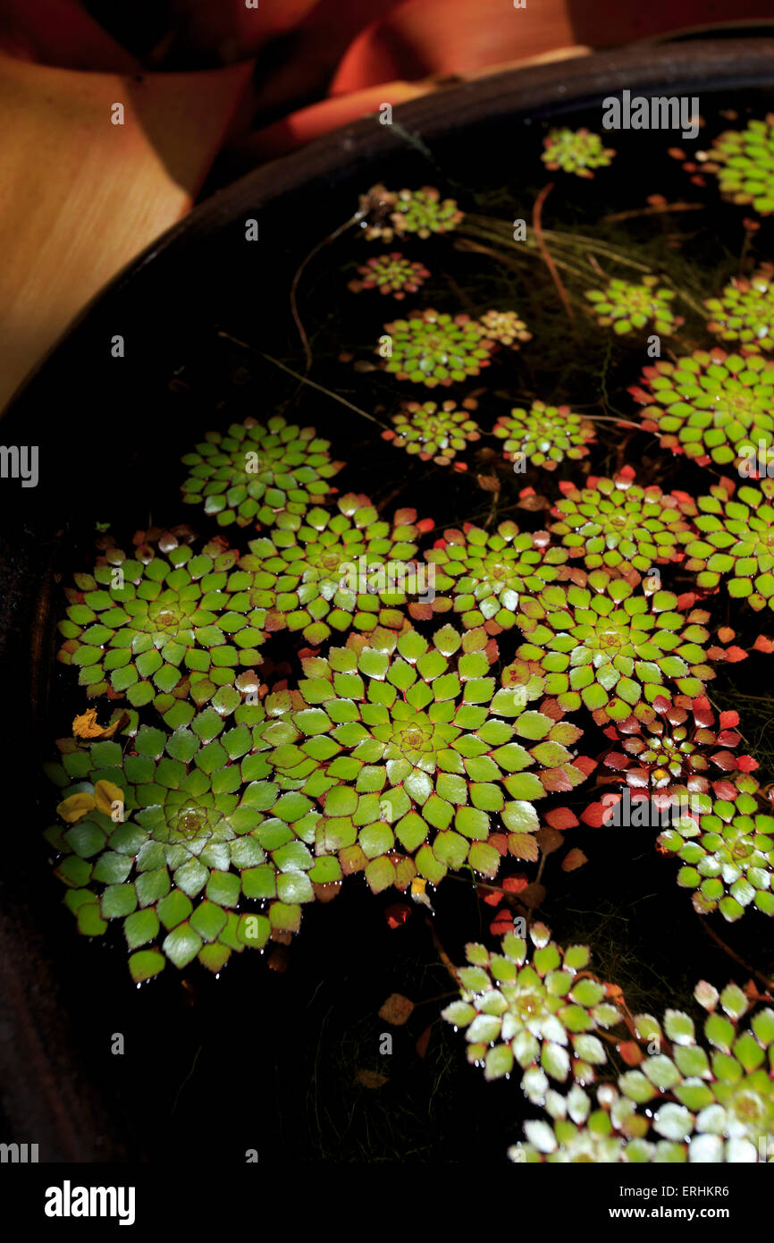A pot plant display in the Cairns Botanic Gardens, far north Queensland