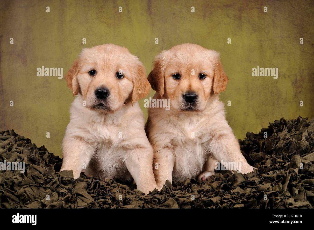 2 Golden Retriever Puppies Stock Photo Alamy 2 Golden Retriever Puppies Stock Photo Alamy