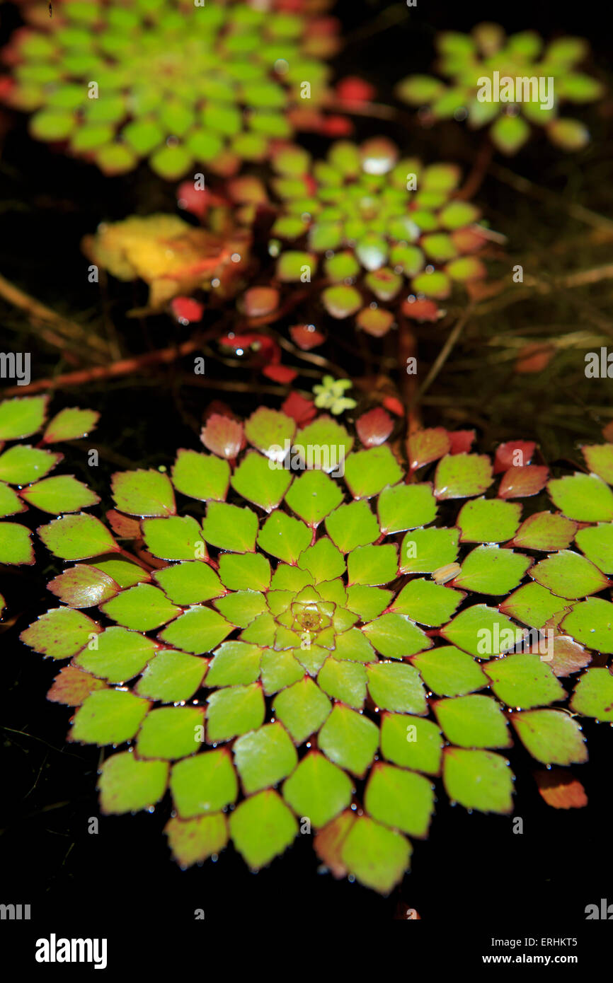 A pot plant display in the Cairns Botanic Gardens, far north Queensland
