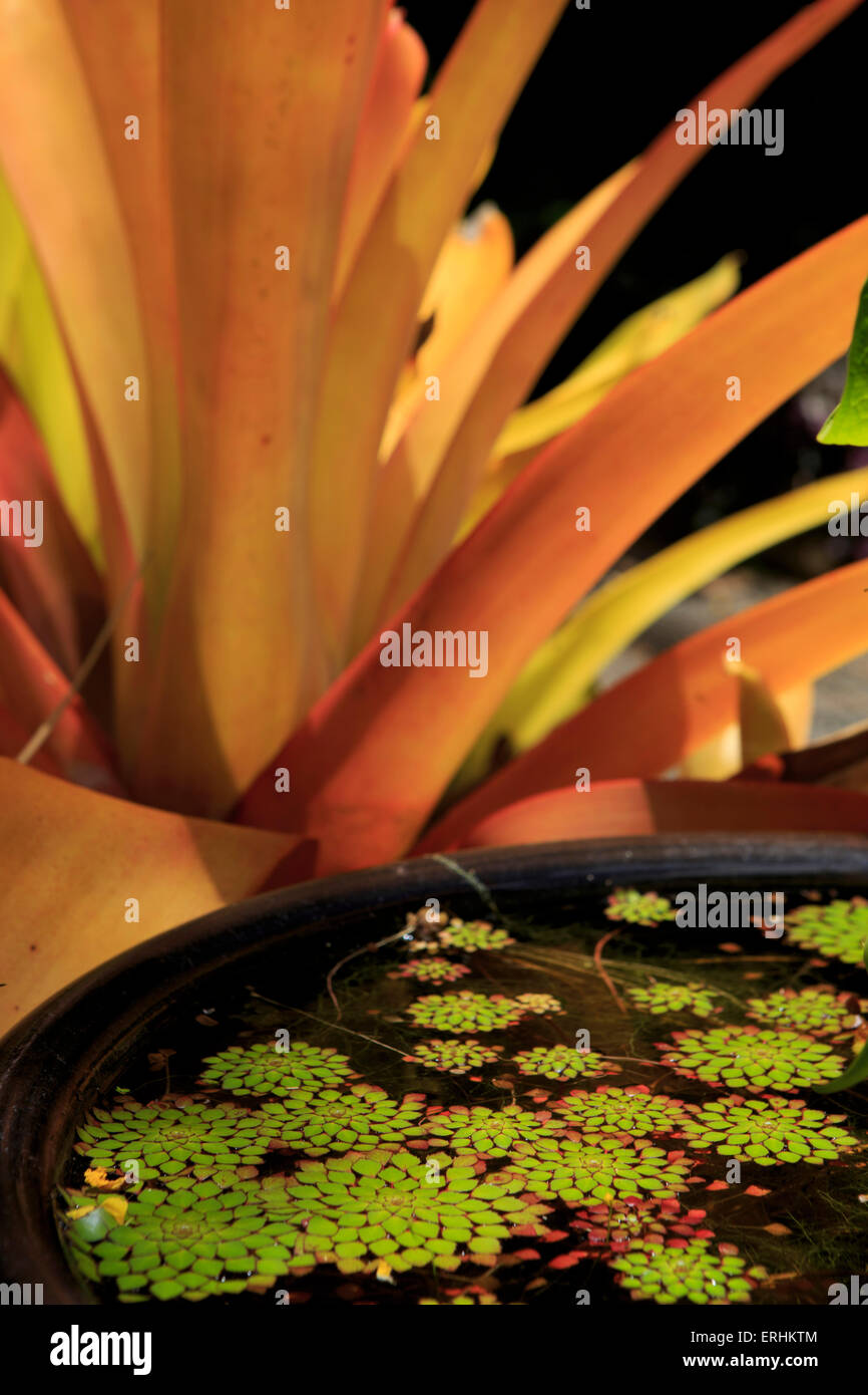 A pot plant display in the Cairns Botanic Gardens, far north Queensland
