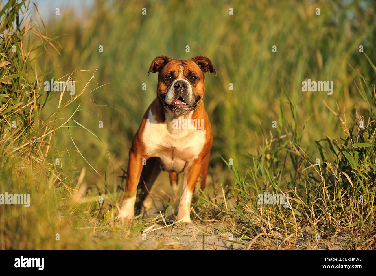 Leavitt Olde English Bulldog Stock Photo