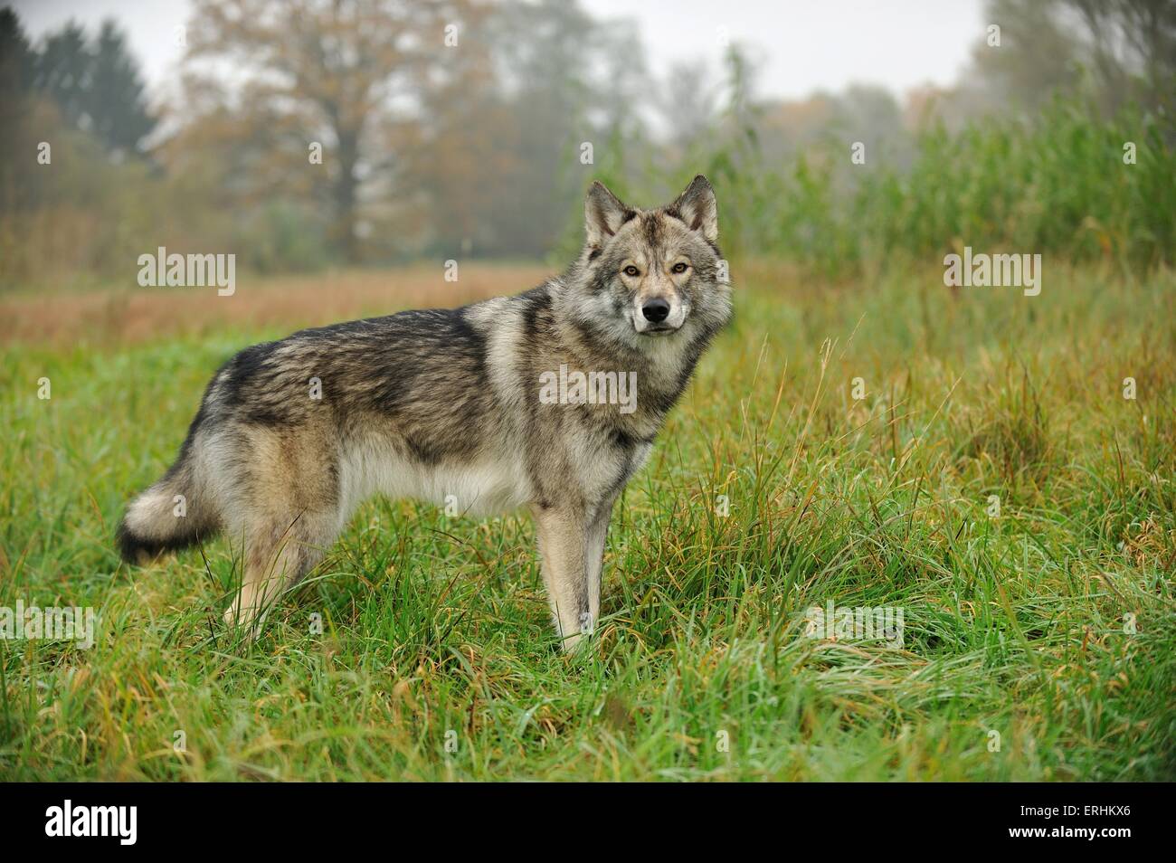 standing american wolfdog Stock Photo - Alamy