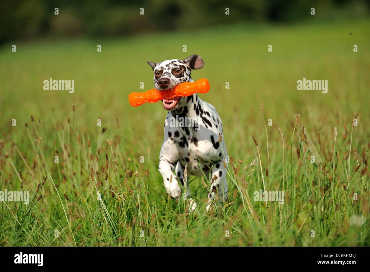 playing Dalmatian Stock Photo