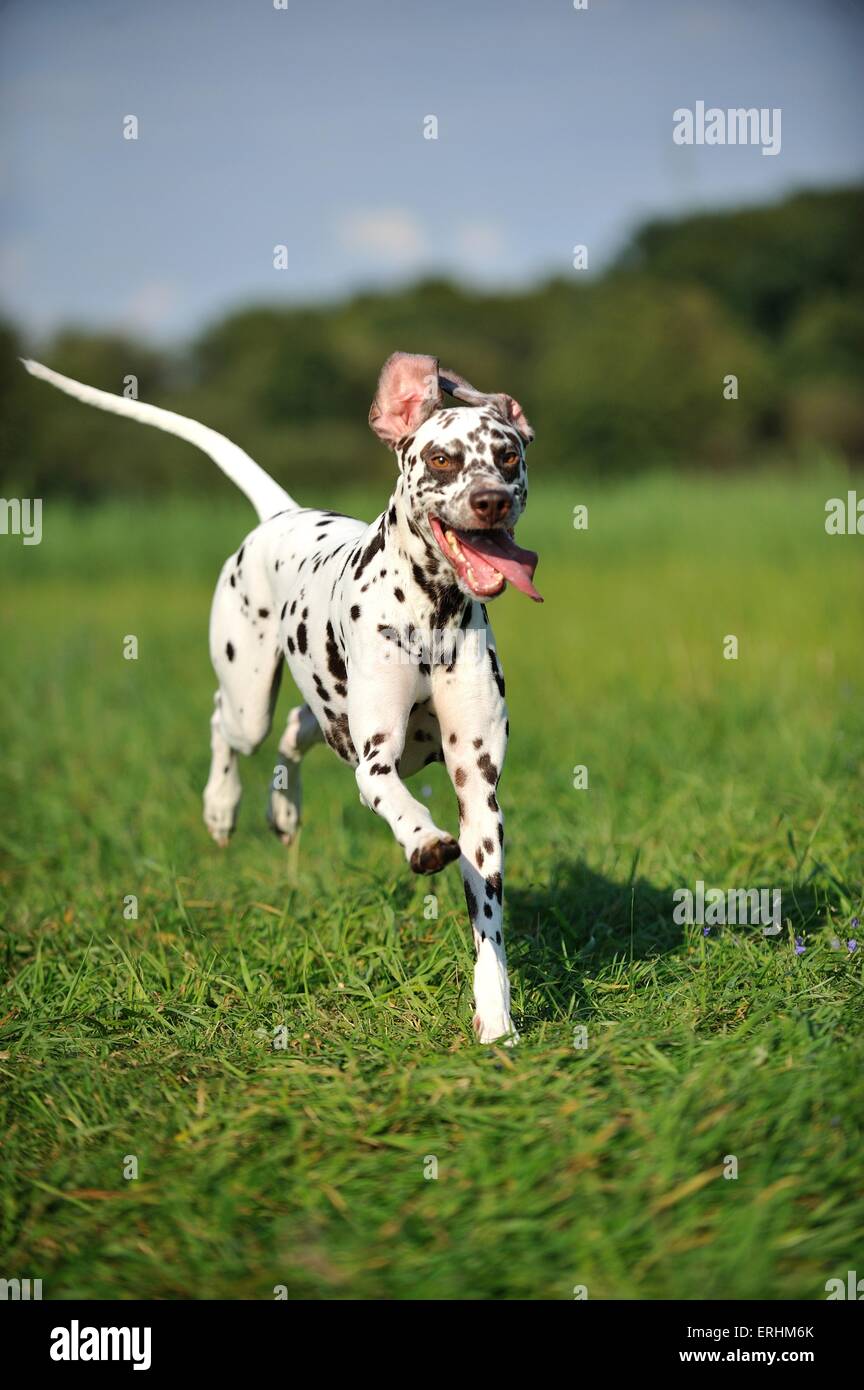 running Dalmatian Stock Photo