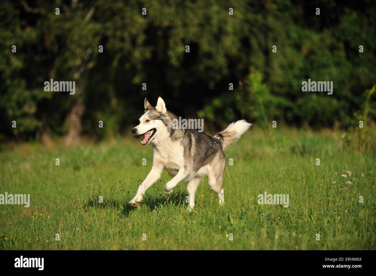 running Siberian Husky Stock Photo - Alamy
