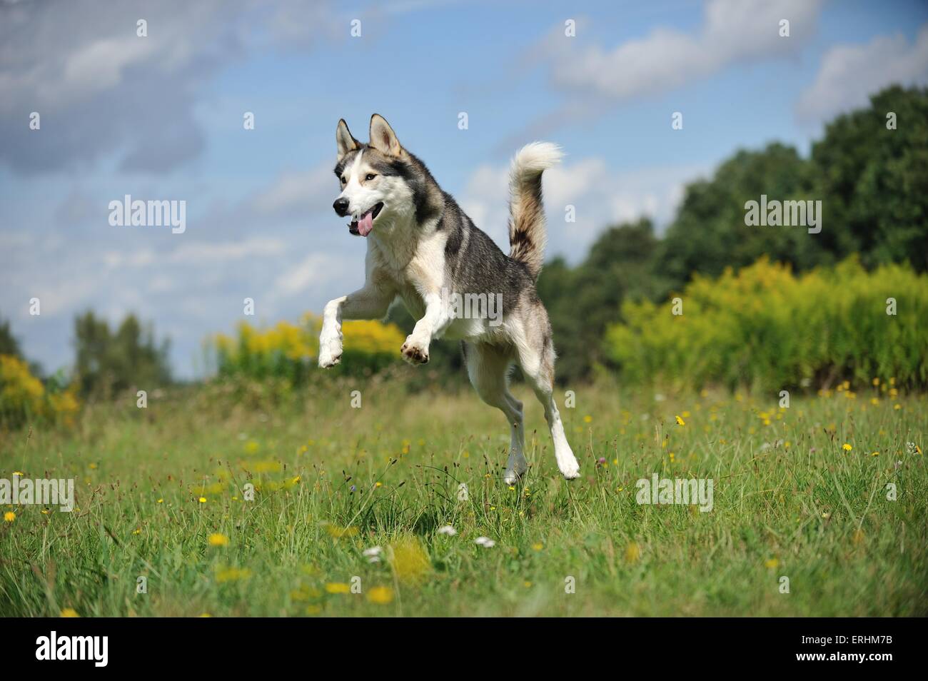 Why Do Huskies Jump On You